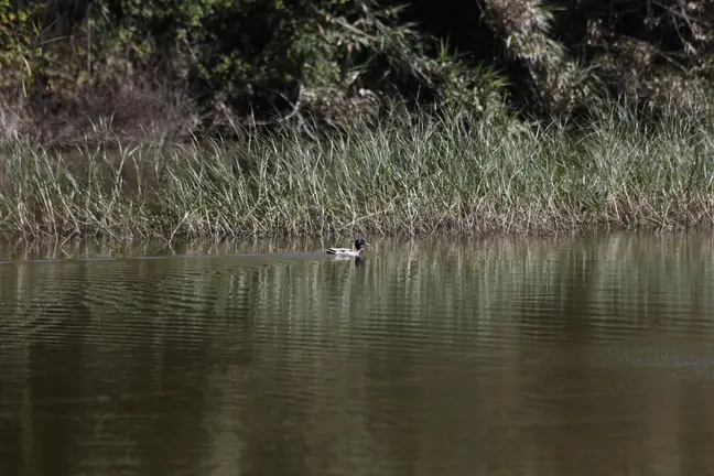 Estaci&oacute;n Madrevieja