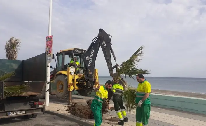 Nuevas Palmeras en La L&iacute;nea
