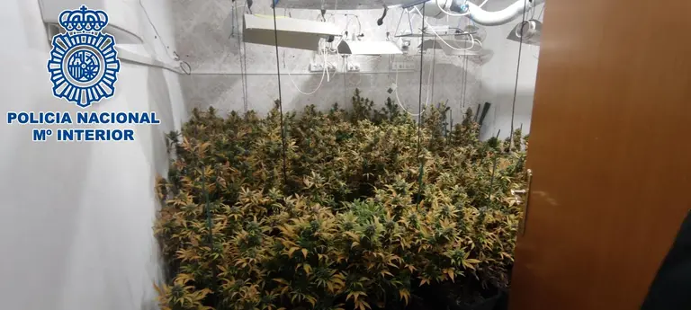 Una de las plantaciones intervenidas