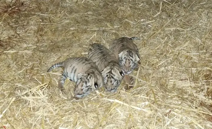 Tigres de 'La peque&ntilde;a &Aacute;frica'3