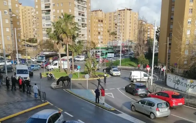 Caballos en el acceso a la Bajadilla