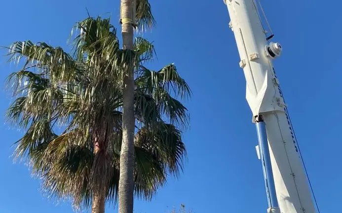 TRASPLANTE-PALMERA (1)