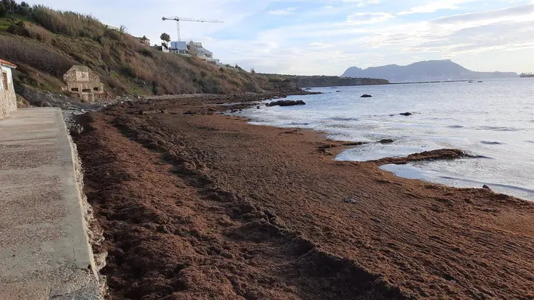 Alga asi&aacute;tica acumulada en una playa del Campo de Gibraltar. - VERDEMAR