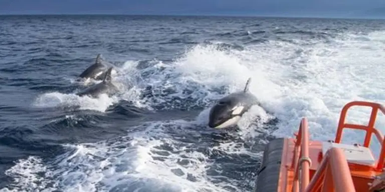 Orcas junto a una embarcaci&oacute;n en el Estrecho