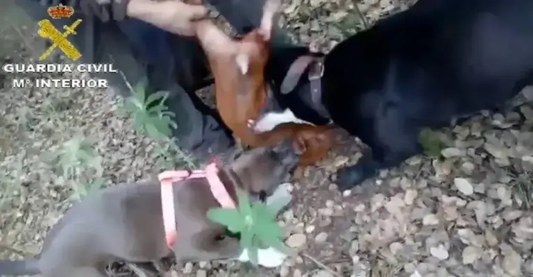 Imagen de la grabaci&oacute;n