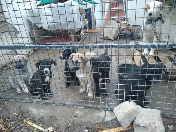 perrera de los barrios