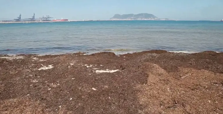 Alga invasora