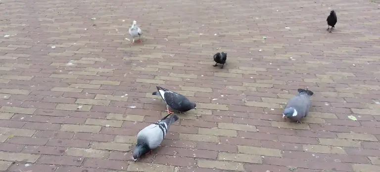 Palomas en la calle