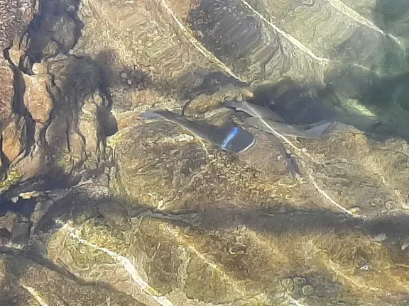 Una anilla de pl&aacute;stico atapa el cuerpo de una lisa en la bah&iacute;a