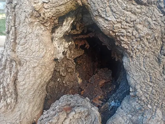 Uno de los &aacute;rboles identificado para su tala