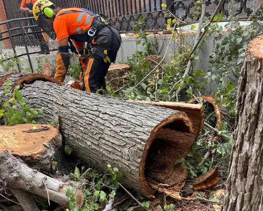 Uno de los arboles talados
