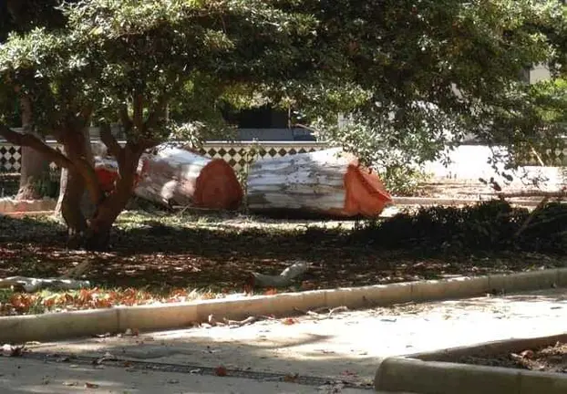 Arbol talado en el Parque Mar&iacute;a Cristina