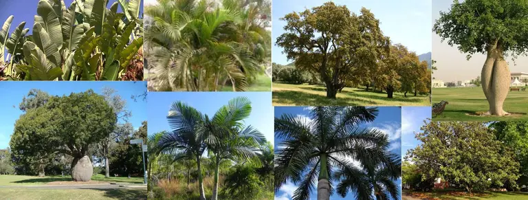 Las nuevas especies que se van a plantar
