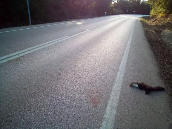 Uno de los animales atropellados