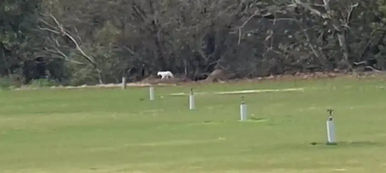Captura del v&iacute;deo que muestra al gran felino blanco en la zona de Benhar&aacute;s en Los Barrios-Ayto. de Los Barrios
