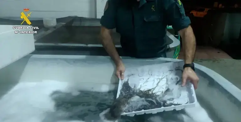 Angulas intervenidas en una imagen de archivo