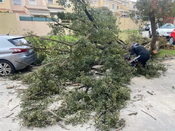 &Aacute;rbol ca&iacute;do en Los Barrios