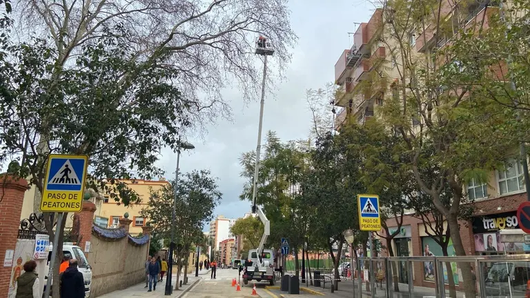 Poda de &aacute;rboles
