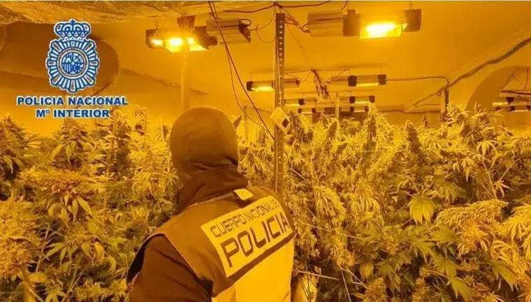Cultivo de marihuana intervenido