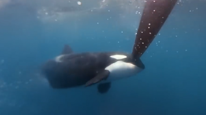 Araque de una de las orcas