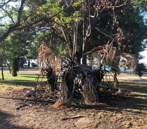 Palmera de Palmones