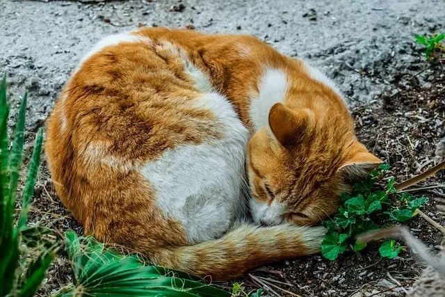 Gato callejero