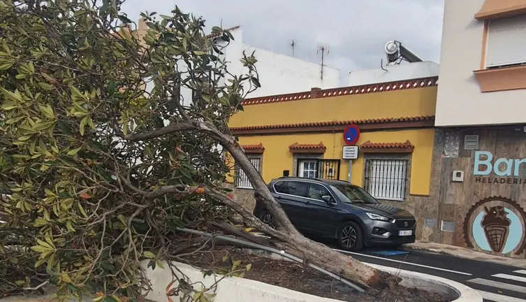 Un &aacute;rbol arrancado por el viento en Los Barrios (1)