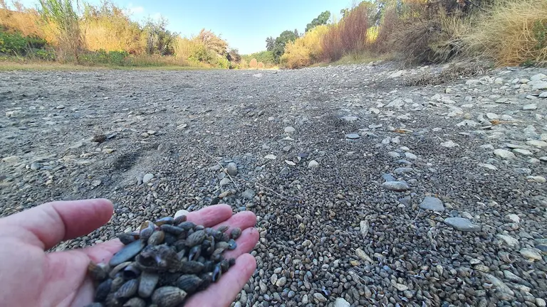 Caracolas en el cauce muerte del r&iacute;o