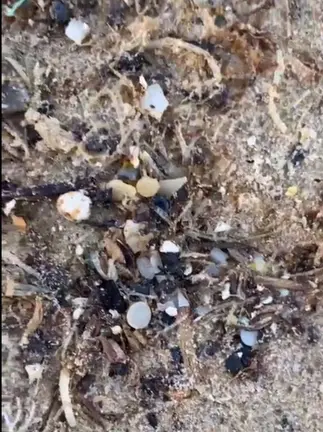 Restos de p&eacute;lets en Bolonia
