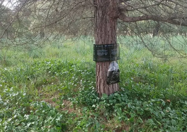 Actuaciones contra la plaga de orugas en La Casilla