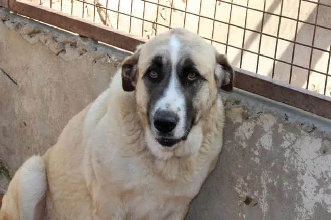 Perros abandonados esperando adopci&oacute;n - SOS Perrera Los barrios (2)