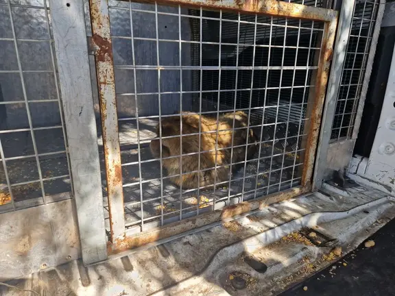 Imagen del macaco capturado