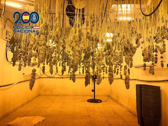 Plantaci&oacute;n de marihuana desmantelada en Algeciras (C&aacute;diz). - POLIC&Iacute;A NACIONAL