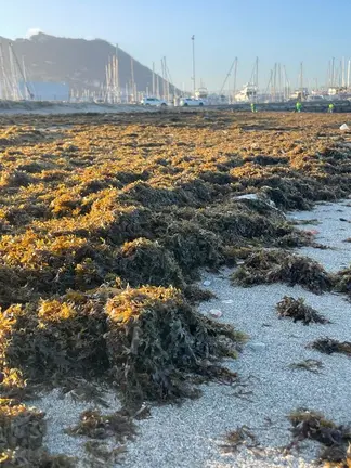 Algas en la playa de Poniente