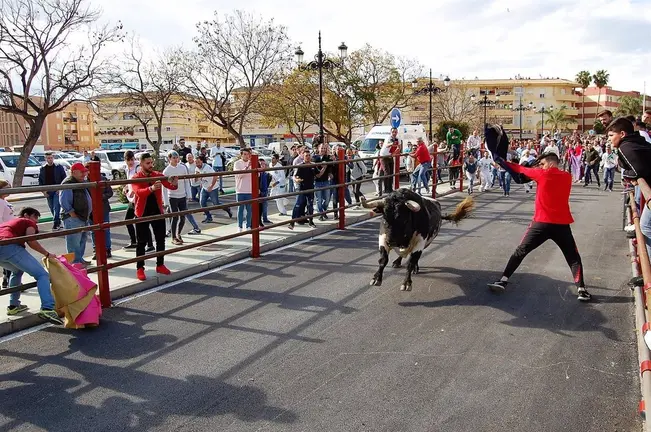 Toro Embolao de Los Barrios. - AYUNTAMIENTO DE LOS BARRIOS