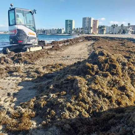 Un operario recoge algas de la playa de Poniente de La L&iacute;nea. - AYUNTAMIENTO DE LA L&Iacute;NEA