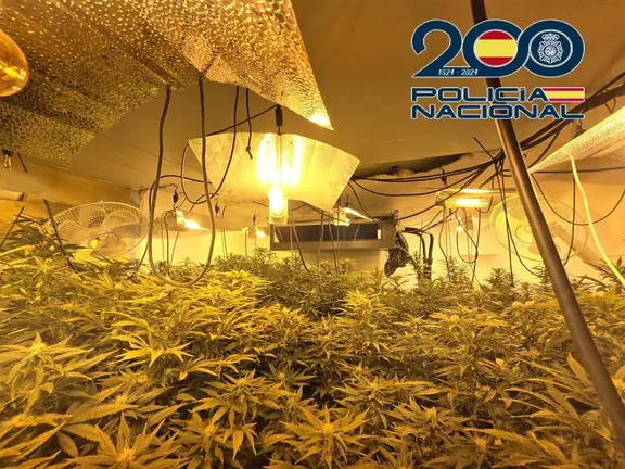 Plantaci&oacute;n de marihuana en La L&iacute;nea