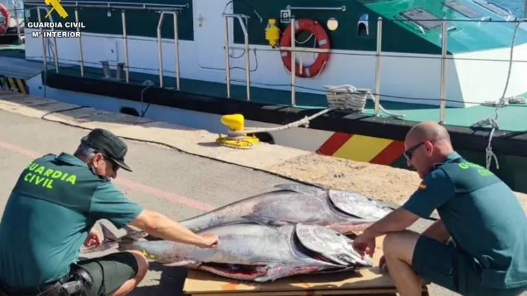At&uacute;n rojo intervenido por la Guardia Civil