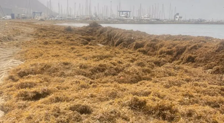 Algas invasoras arribadas a las playas de La L&iacute;nea de la Concepci&oacute;n - AYUNTAMIENTO DE LA L&Iacute;NEA