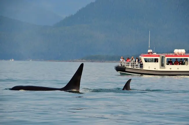 Orcas en el Estrecho