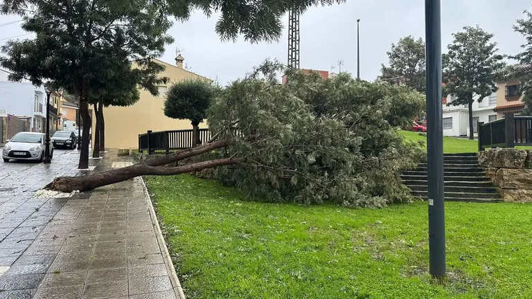 Un &aacute;rbol ca&iacute;do en San Roque por el temporal