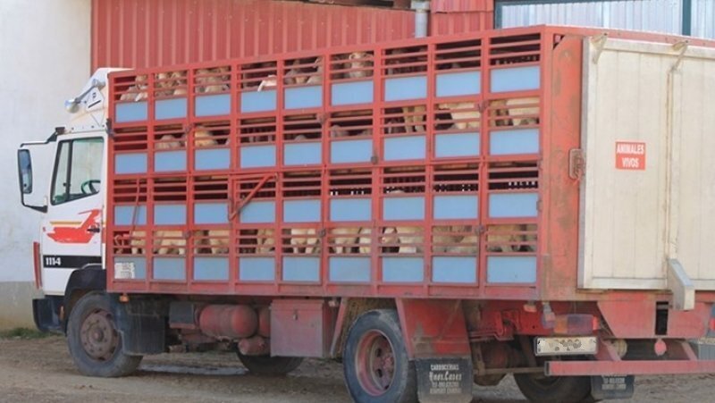 Camion de transporte de ganado