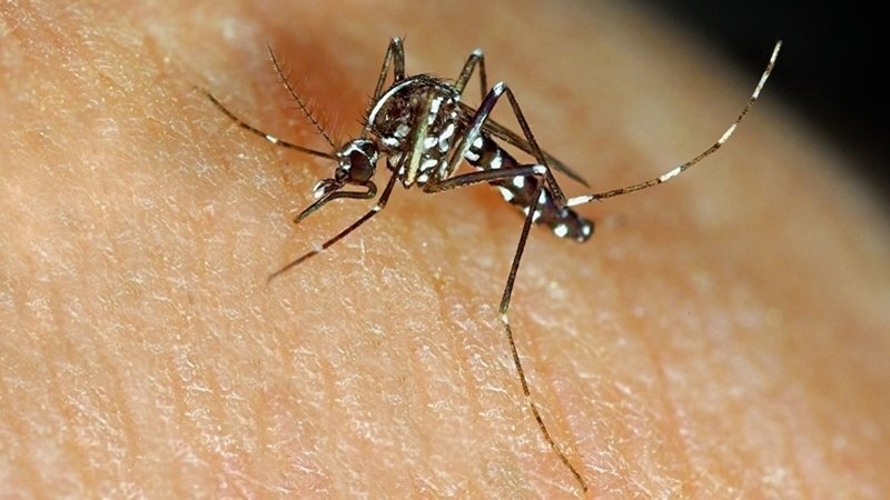 12945878 - tiger mosquito (aedes albopictus) biting human