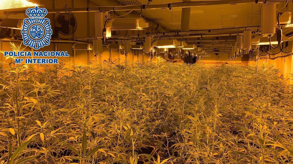 Plantación de Marihuana en La Línea