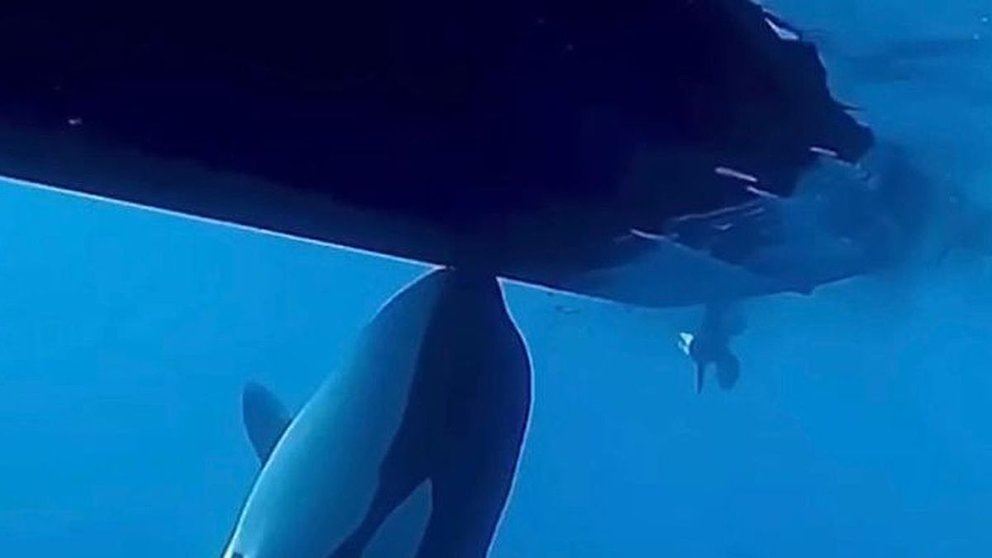 Una orca interactúa con una embarcación