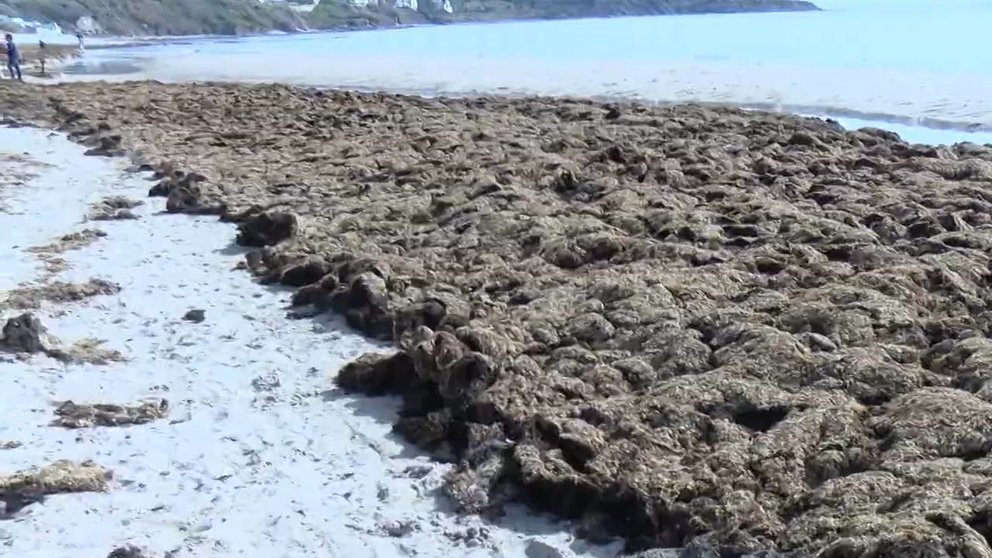 Arribazón de alga invasora en una playa de la comarca