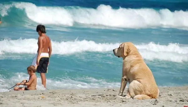 playa_perro2