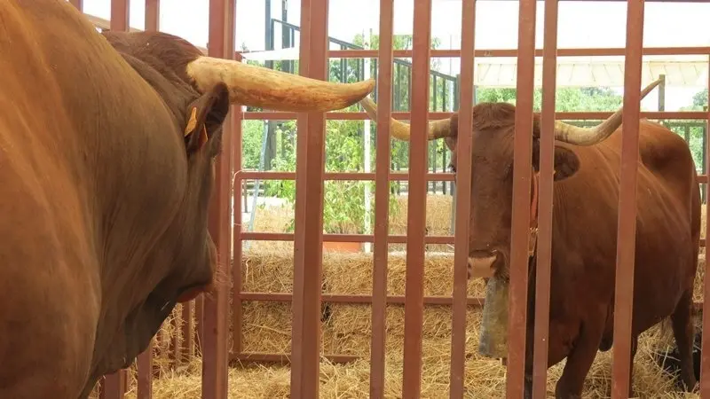 Feria Ganado Algeciras 2012