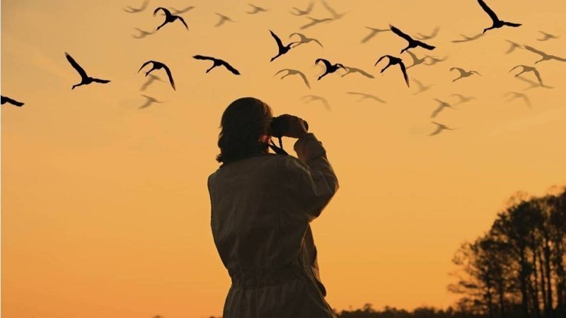 te-va-el-birding-donde-puedes-espiar-y-fotografiar-a-los-pajaros