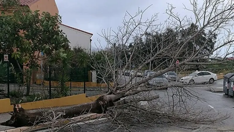 Arbol caido en calle Venus. MA Castro (Facebook)
